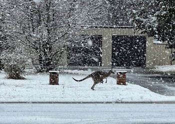 Рекордный снегопад накрыл Австралию: кенгуру прыгают по снегу