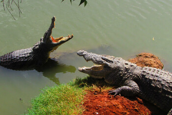 Туриста в Хабаровске оштрафовали за ввоз из Вьетнама головы крокодила 