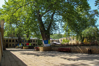 В Дербенте туристка погибла из-за падения ветки платана