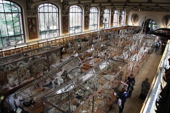 Музей естественной истории в Париже ограбили на 600 000 евро