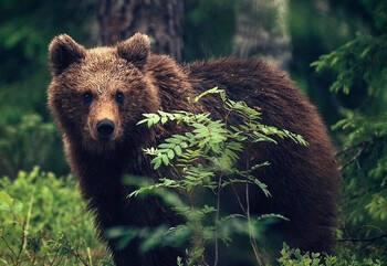 На Байкале из-за медведей закрыли ряд турмаршрутов 