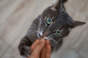 Зеленые выделения из глаз у кошки: причины и лечение