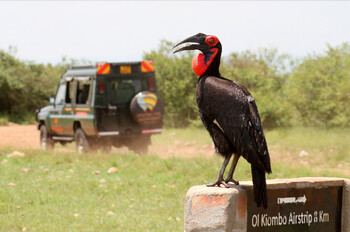 Uber запускает сервис для сафари в Кении