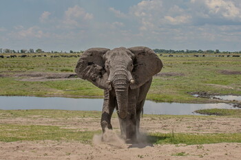 В Ботсване разъярённый слон напал на лодки с туристами