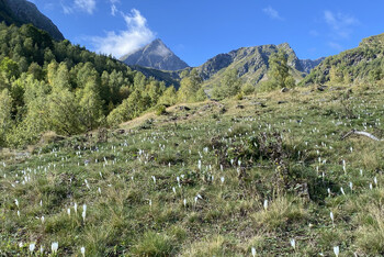 В горах Сочи расцвели крокусы