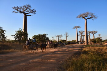 МИД России призвал россиян воздержаться от поездок на Мадагаскар