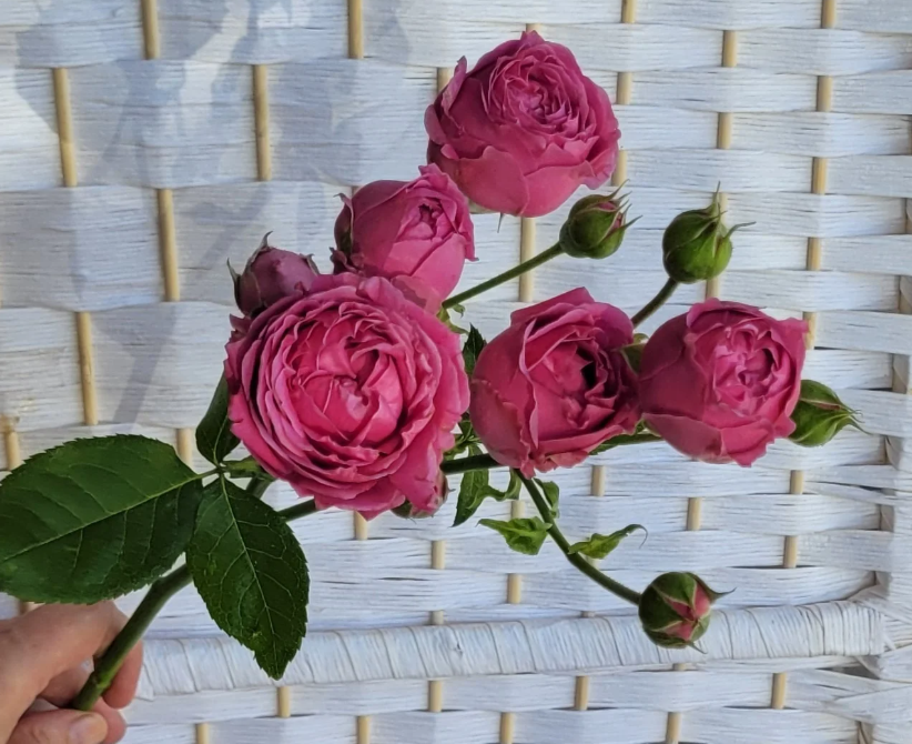 Цветы поштучно: ассортимент, преимущества, как выбрать