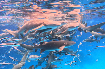 На Мальдивах акула-нянька напала на туристку из РФ 