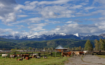 РФ, КНР и Монголия создадут турмаршрут «Великий чайный путь»