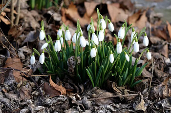 В Москве расцвели подснежники