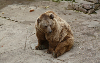 В зоопарке Ташкента женщина бросила ребёнка в вольер с медведем 